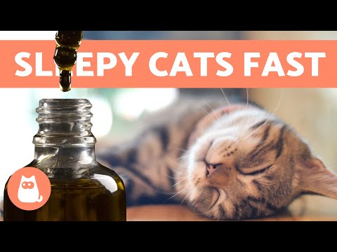 How to Get Your CAT to Sleep in 10 Seconds 🐱💤 | 5 Tricks to Make a Cat Fall Asleep Fast ✅