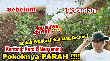 Sudah keriting, kerdil bahkan daun menguning, sembuh dengan 1 bahan saja!!!