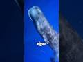 Whale Rescue Turns Into Twin Baby Whale Fight 🐋 #humpbackwhale#whaletwin #babywhale#oceanlife#marine