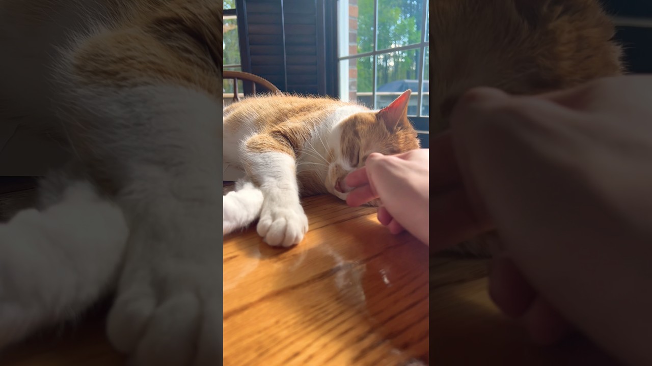 I gave my cat a head rub