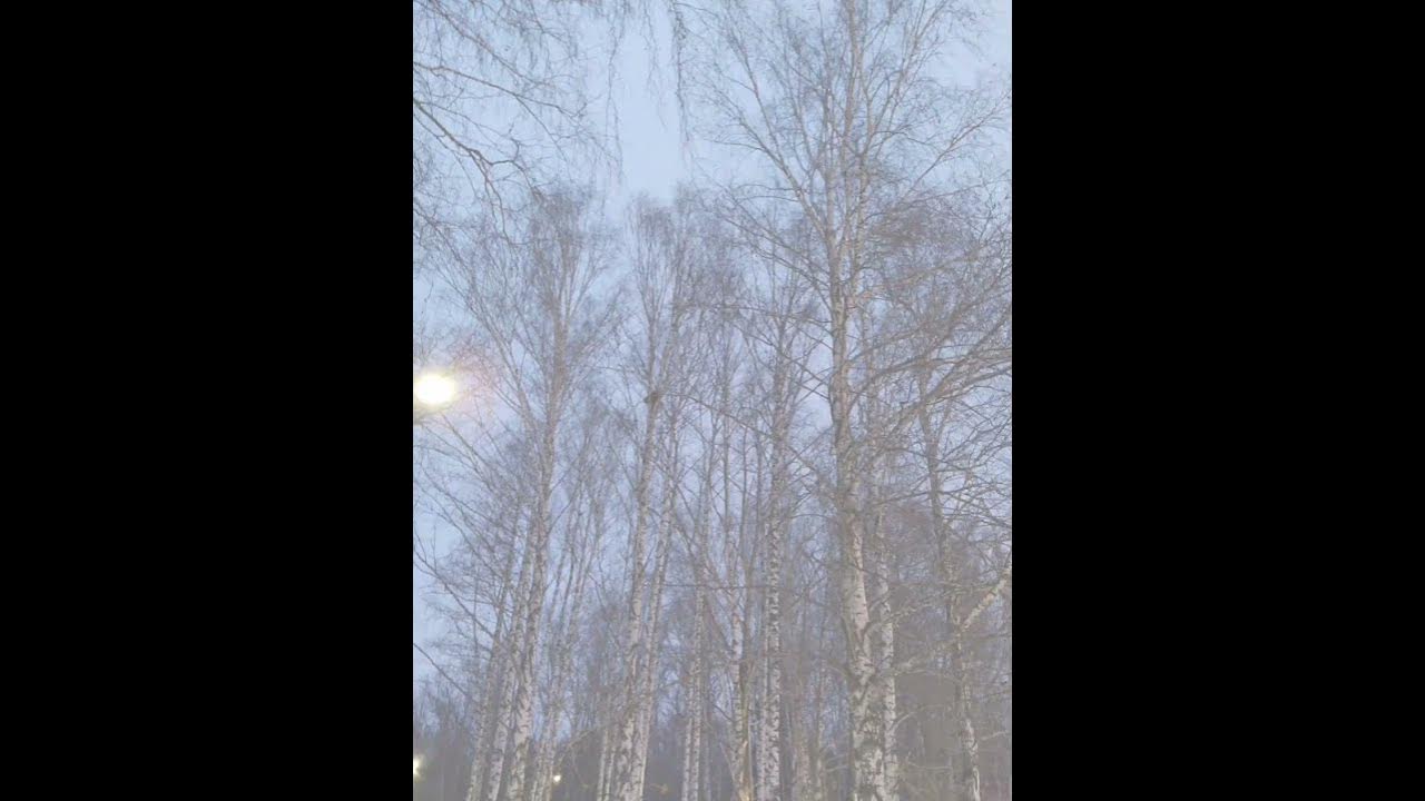️ Изумительное путешествие по сказочному лесу - YouTube