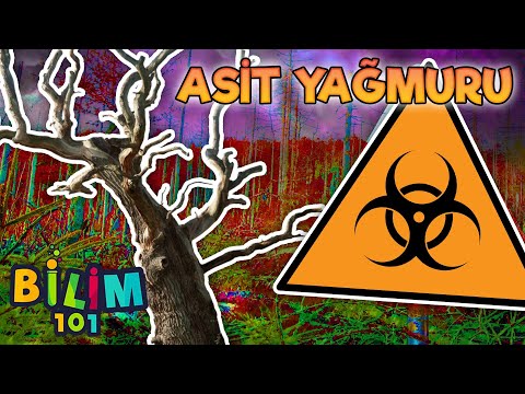 Video: Asit yağmuru en çok nereyi etkiler?