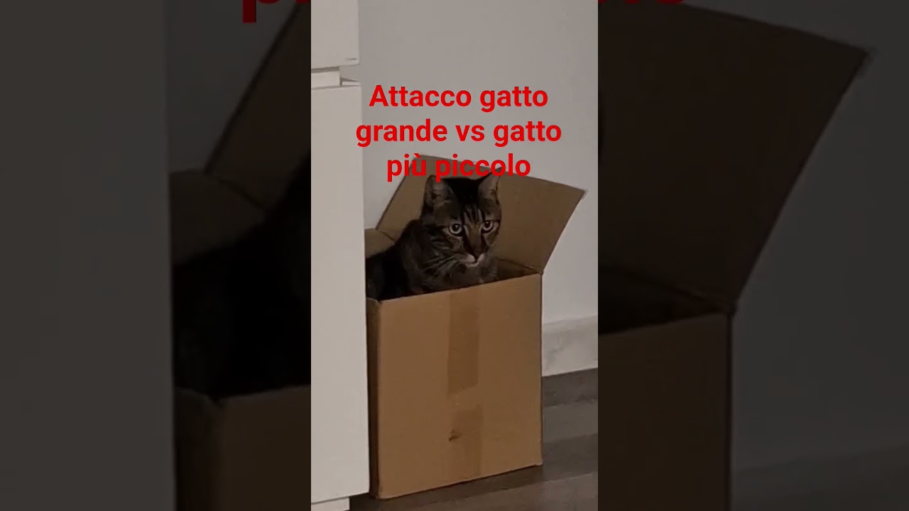 LOTTA TRA GATTI: