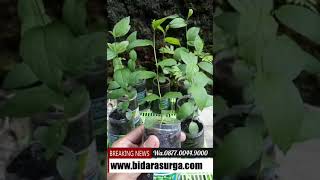Download Lagu Jual Bibit Pohon Bidara wa +6287700449000 MP3