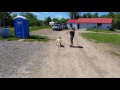 Pitbull trained Off Leash - Dog Training Guelph, Kitchener, Hamilton, Cambridge Pitbull trained Off Leash - Dog Training Guelph, Kitchener, Hamilton, Cambridge