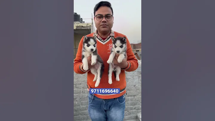 Video 5791051: siberian tiger cat, cat vs siberian, siberian cat dog, siberian male, cat lion tiger, african lion