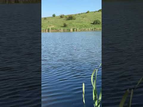 Карп.Красиво #funny #животные #лесной #animals #кабан #hunting #собака #рыбалка #carp