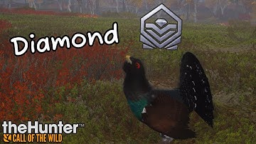 Diamond western capercaillie💎 #thehuntercallofthewild