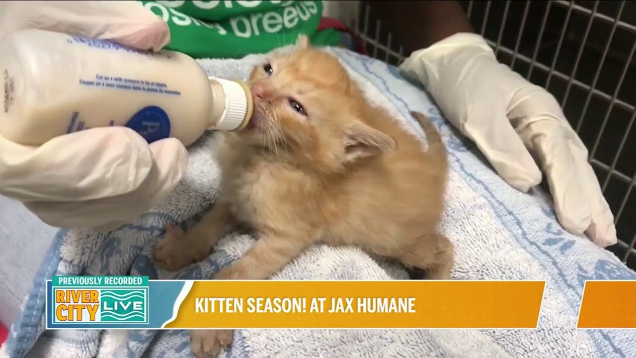 PAWsing For Pets with Jax Humane Sponsored by Forever Vets River