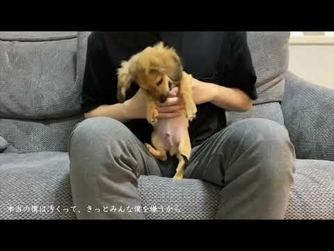 【愛犬とハスキーボイスで】ハイドアンド・シーク 歌ってみた covered by ラスク