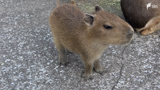 「小さくて、もふもふして好き」カピバラ赤ちゃん次々誕生　来園者の人気に静岡・東伊豆町