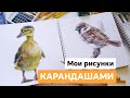 Мои СКЕТЧ зарисовки карандашими.