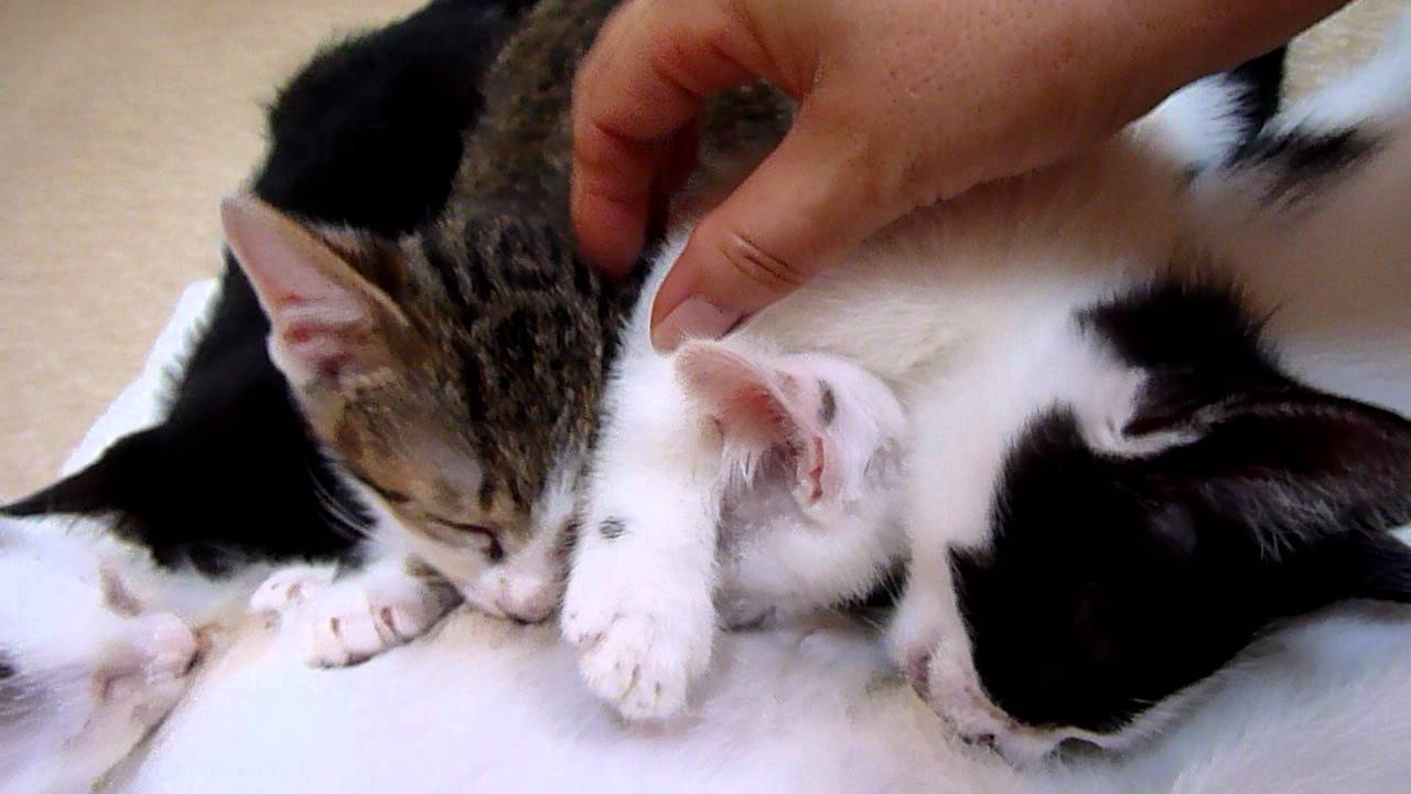 後から保護した母さんのおっぱいを飲む子猫達