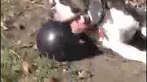 American BullDog Plays With Bowling Ball