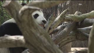 Zoo Atlanta announces when pandas are departing for China