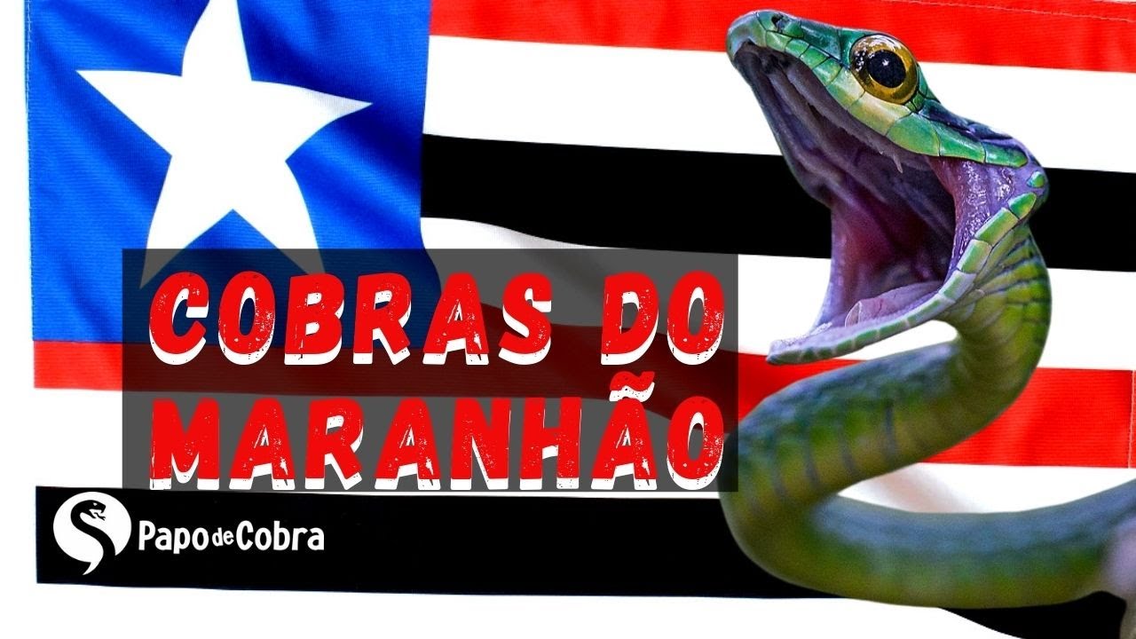 Serpentes do Maranhão | Papo de Cobra