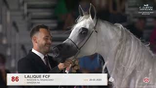 N.86 LALIQUE FCF - GCAT Americas Miami Beach 2026 - Senior Mares - Section A (Class 3A)
