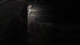 How Did A Bat Get In My Bat?