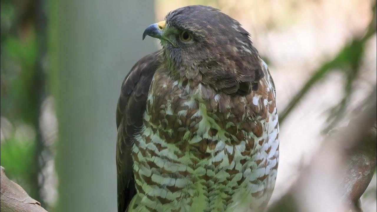 Birds of the Maymont Estate Wildlife Park, Richmond VA YouTube