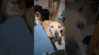 Camera shy pittie