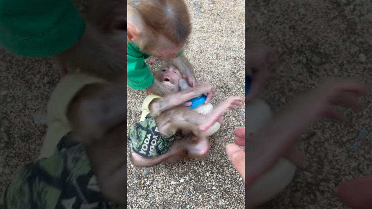subi took the milk bottle and made the baby monkey scream,🍼😥🐒