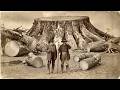 They Say Giant Trees Never Existed in America — So Why Are the Branches Completely Erased?