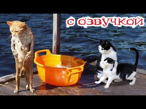 Приколы с котами! С ОЗВУЧКОЙ! Самые смешные животные! СМЕШНЫЕ КОТЫ И СОБАКИ!
