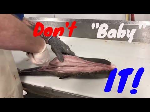 How to Fillet Fish: Cobia[Don't Baby It!]Easy and quick, Cleaning Fish