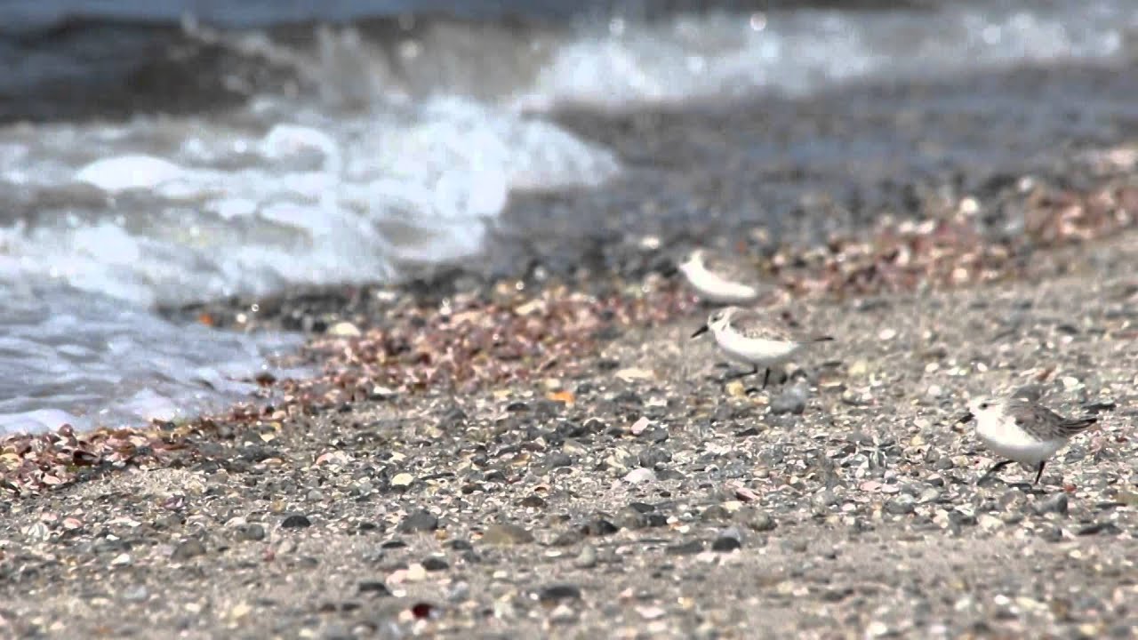 Stratford Birding YouTube