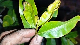 tại sao lá non bị cong vẹo và khô đuôi lá xem song là biết bị gì liền