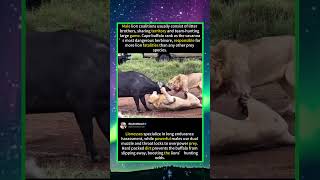 Intense Wild Clip: Buffalo Fights Back Against Dual Lion Attack#foryou #fyp #animals#funny