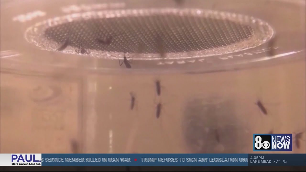 Early mosquito monitoring begins in Southern Nevada