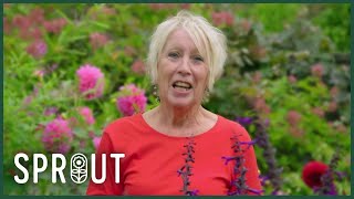 Plastic Plant Pots: The Hidden Problem in Gardening and What You Can Do