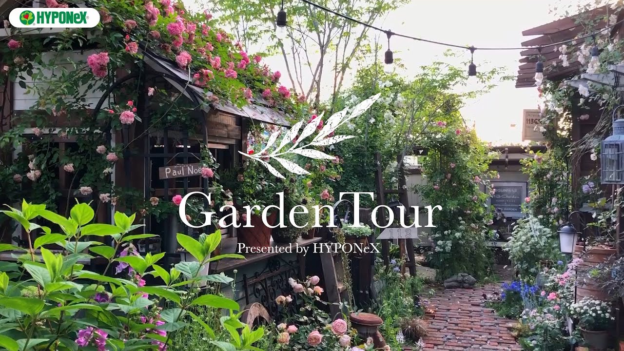 ドイリー1341❤️華麗な薔薇の幻想庭園✨ 特大87cm 🕊Garden Tour🕊 21：幻想的なナイトガーデンや、4種類のバラを誘引