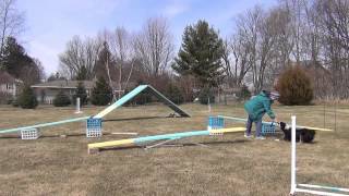 Dog Training At Home   Resuming Teeter Training