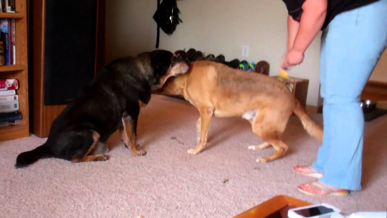 Dog likes being brushed YouTube