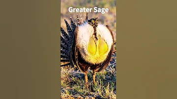 Greater Sage-Grouse Sounds 2 #shorts #animals #birdsounds