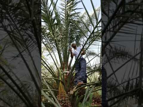 متى يبدأ تكوين طلع النخيل ترند زراعة لايك نباتات اكسبلور