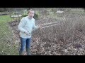 Comment tailler des framboisiers dans son jardin