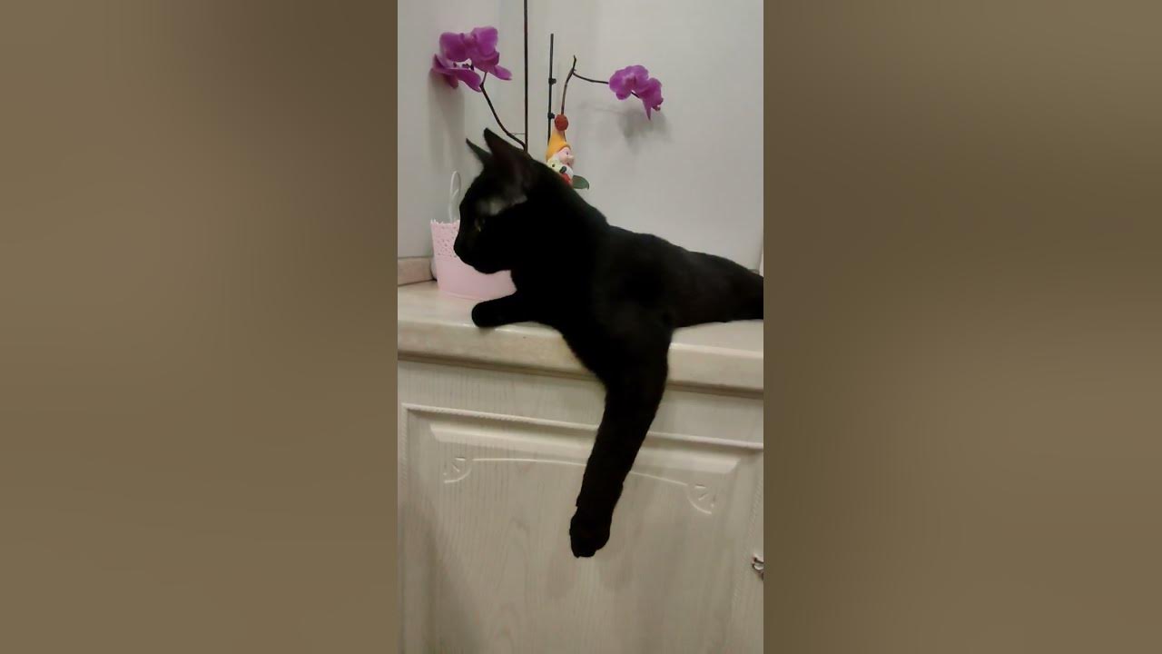 черный кот. песня про черного кота - YouTube