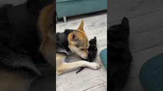 Dog Jealously Guards Kitten From Owner's Hands