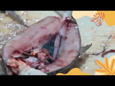 Bandeng Ikan Air Laut
