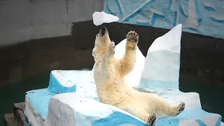 Медвежонок Стрелка для прыжков в воду выбрала трамплином айсберг.