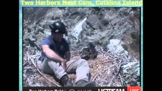 Two Harbors eaglet ID Banding begins with Dr. Peter Sharpe on the Nest on Catalina Island
