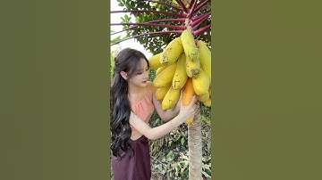 Come pick fruits this summer. Is there anything you want to pick #fruit #agriculture
