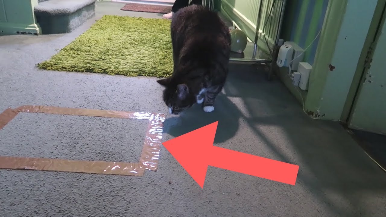 DO CATS REALLY SIT IN DUCT TAPE SQUARES?? YouTube