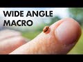 Wide Angle Macro Photography! Laowa 15mm f/4 Lens Review