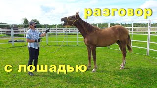 видео: Как стать заклинателем лошадей? Открытый урок. картинка: Как стать заклинателем лошадей? Открытый урок.