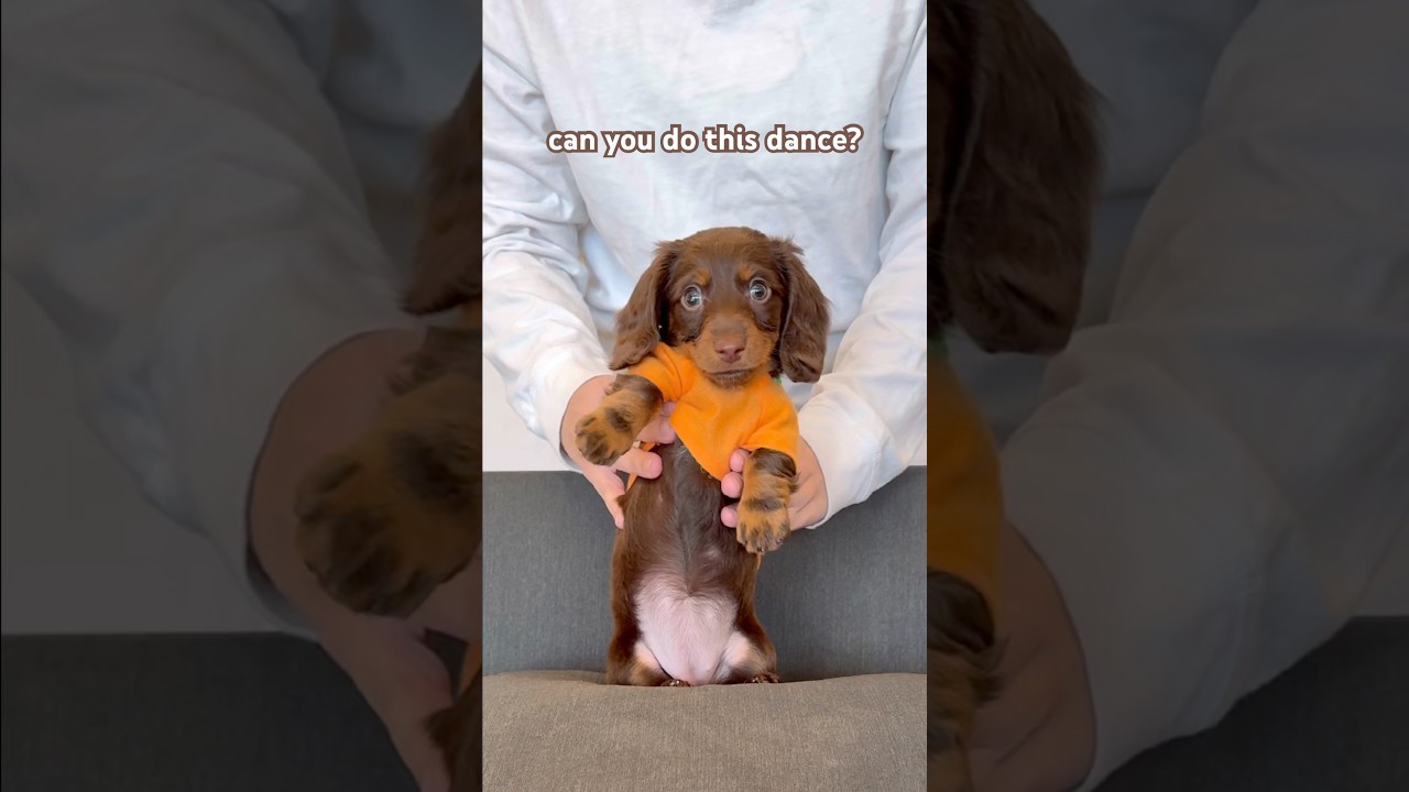 dancing dachshund 