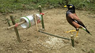 How To Make A Bird Trap Homemade Drink Bottle Bird Trap